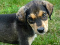 /album/toutous/chiot-espagne-a2-jpg/